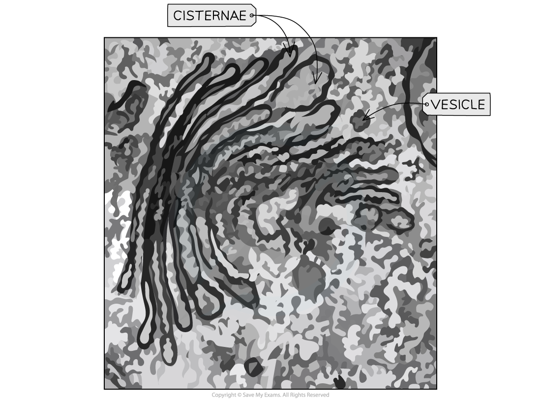 Golgi-Apparatus, downloadable IB Biology revision notes