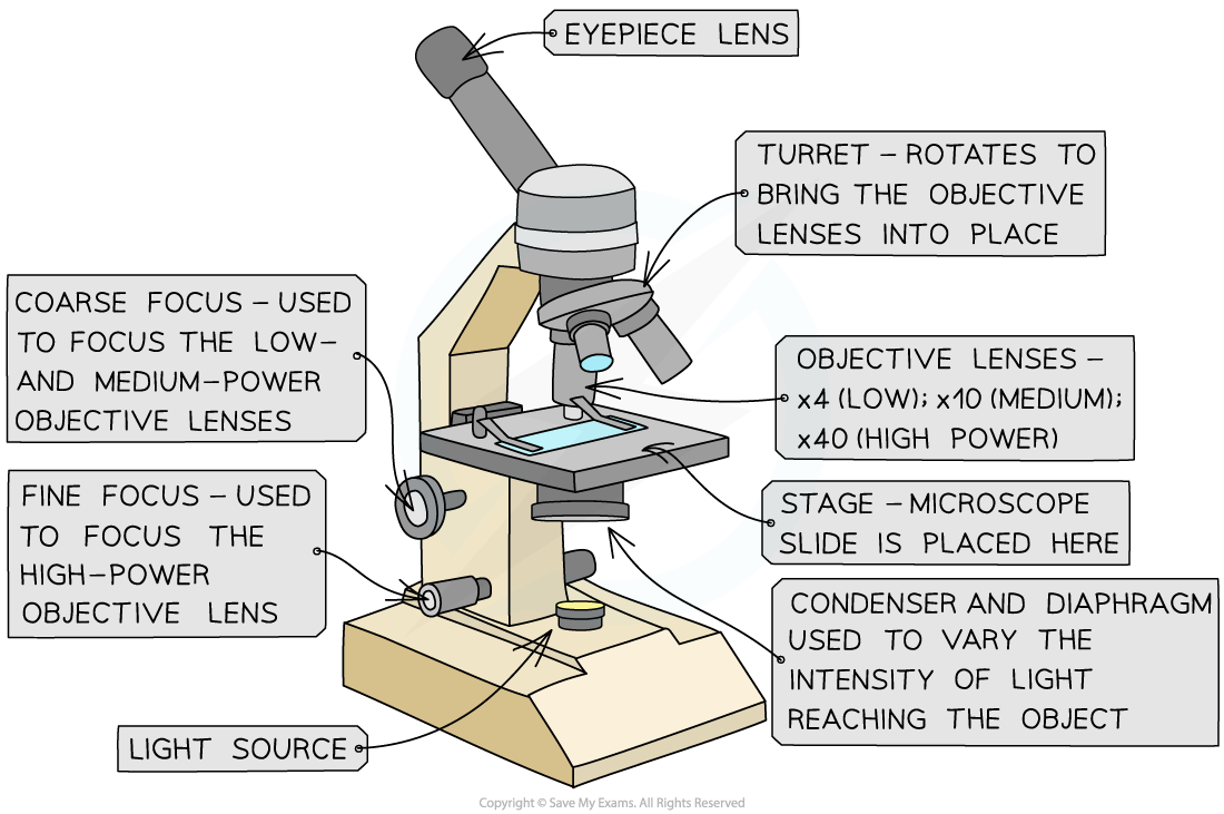 Image showing all the components of an optical microscope, downloadable IB Biology revision notes