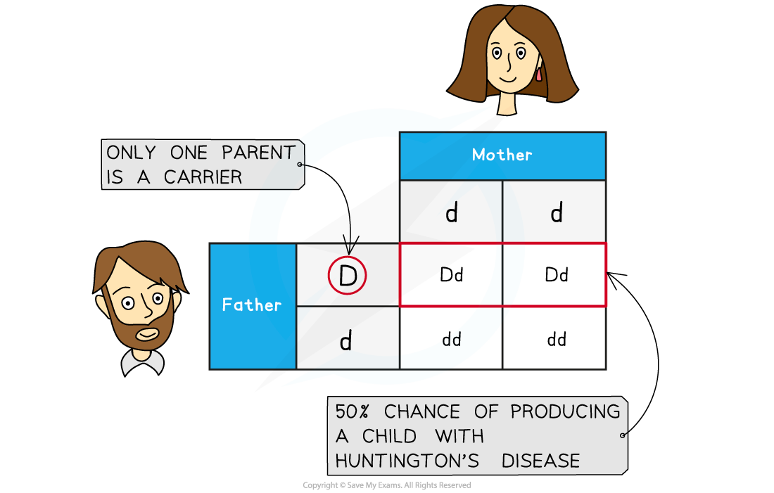 Inheritance of Huntington’s disease, downloadable AS & A Level Biology revision notes