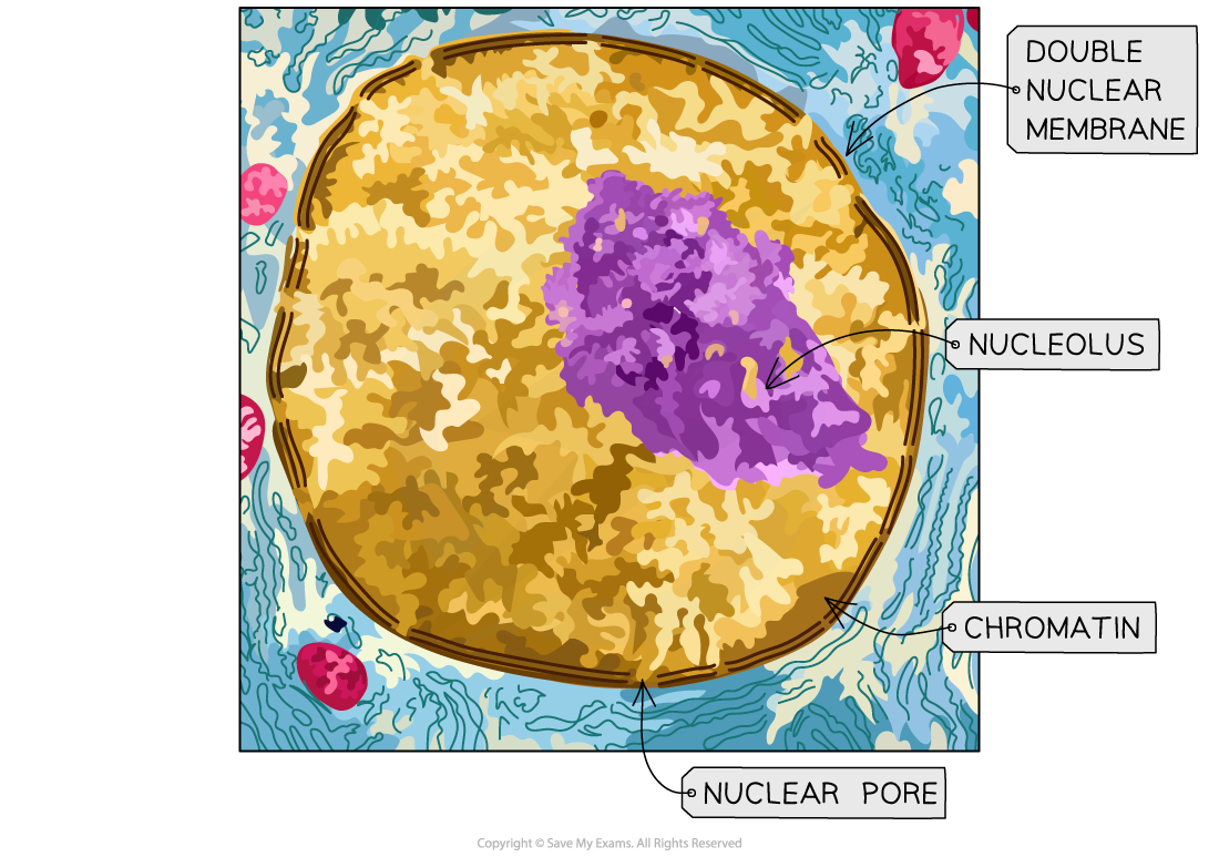 Nucleus, downloadable IB Biology revision notes