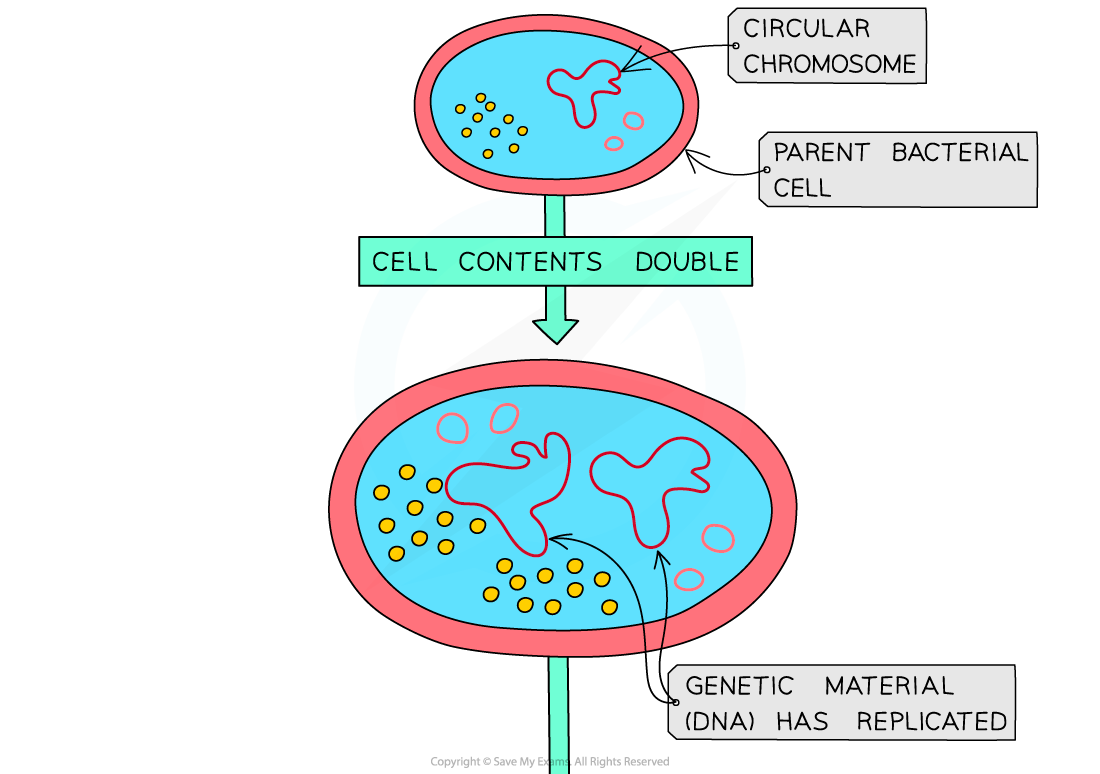 Prokaryotes divide by binary fission 1, downloadable IB Biology revision notes