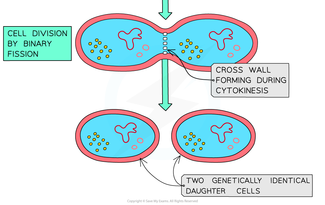 Prokaryotes divide by binary fission 2, downloadable IB Biology revision notes