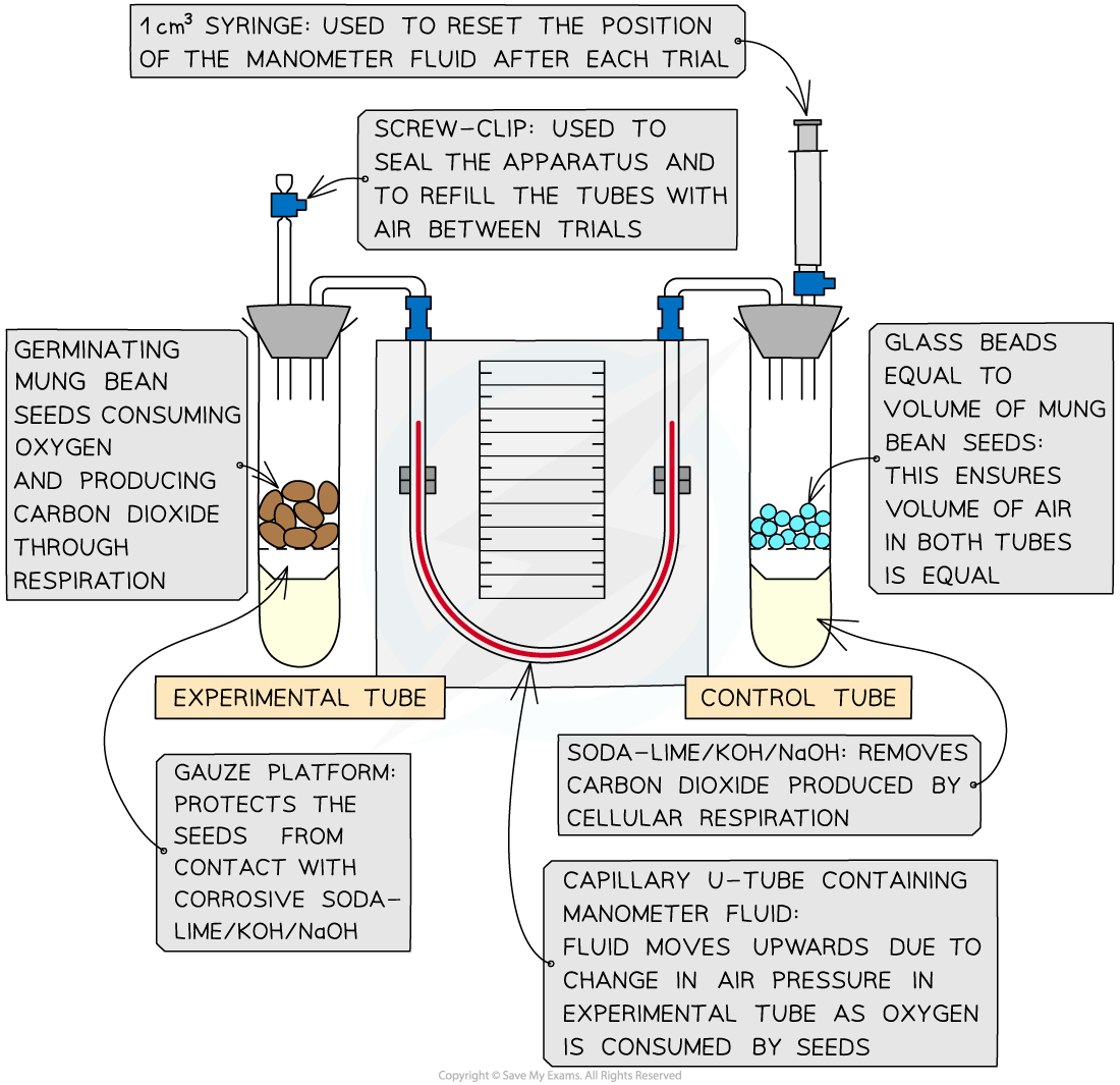 Respirometer, downloadable AS & A Level Biology revision notes