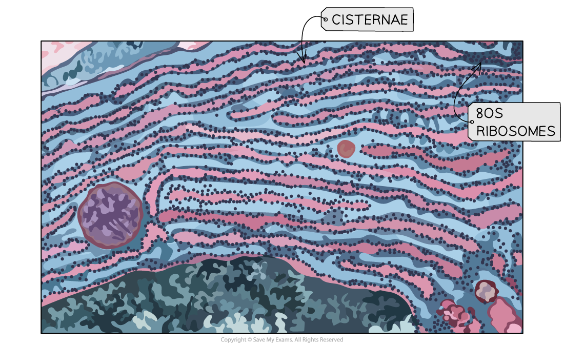 Rough endoplasmic reticulum, downloadable IB Biology revision notes