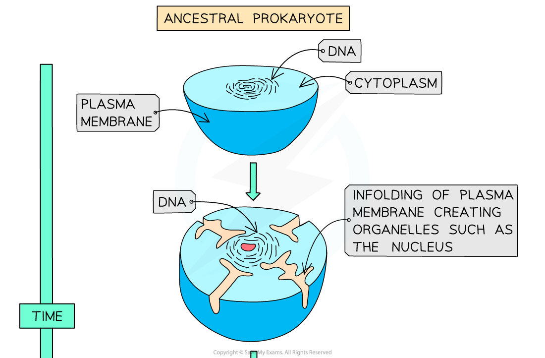 The endosymbiotic theory – an explanation for the evolution of eukaryotic cells 1, downloadable IB Biology revision notes