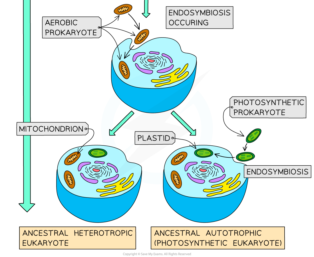 The endosymbiotic theory – an explanation for the evolution of eukaryotic cells 2, downloadable IB Biology revision notes