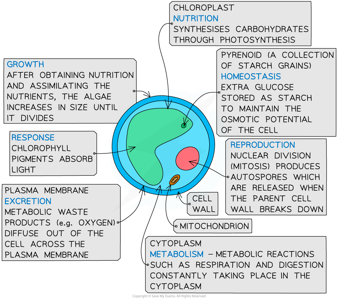 The functions of life in Chlorella, downloadable IB Biology revision notes