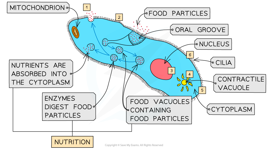 The functions of life in Paramecium 1, downloadable IB Biology revision notes