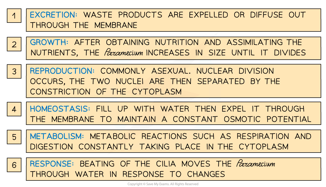 The functions of life in Paramecium 2, downloadable IB Biology revision notes