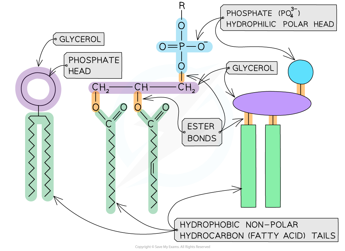 The generalised molecular structure of a phospholipid, downloadable AS & A Level Biology revision notes