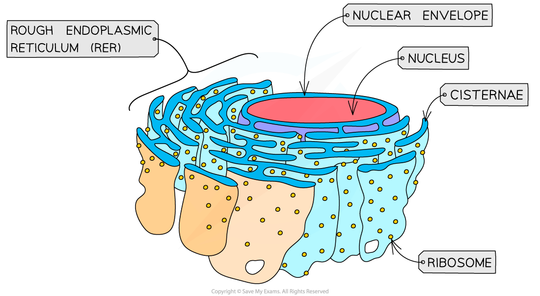 The rough endoplasmic reticulum (RER) - the attached ribosomes enable this structure to be identified in electron micrographs, downloadable IB Biology revision notes