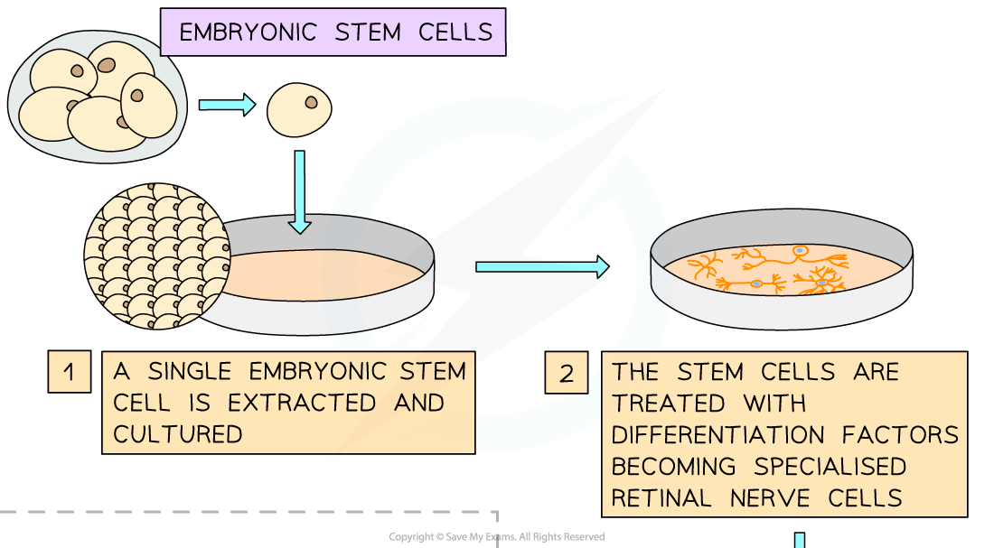 Therapeutic uses of embryonic and adult stem cells 1, downloadable IB Biology revision notes