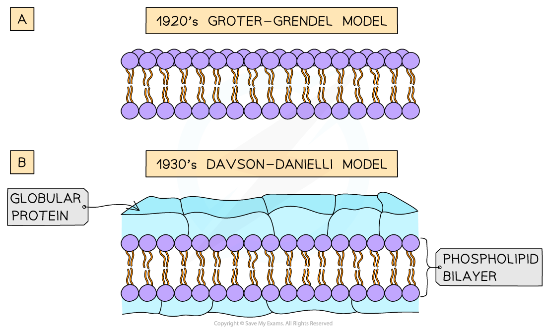 Three models of membrane structure 1, downloadable AS & A Level Biology revision notes