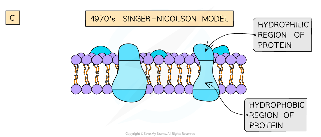 Three models of membrane structure 2, downloadable AS & A Level Biology revision notes