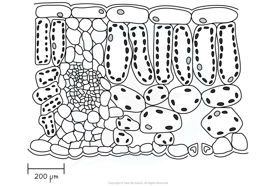 Transverse section of the leaf blade - worked example, downloadable IB Biology revision notes