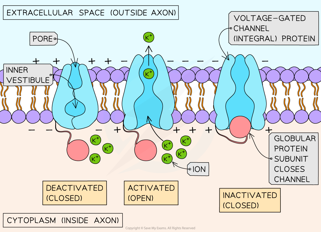 1.3.4 Voltage-gated potassium channels facilitating the diffusion of potassium ions, downloadable IB Biology revision notes