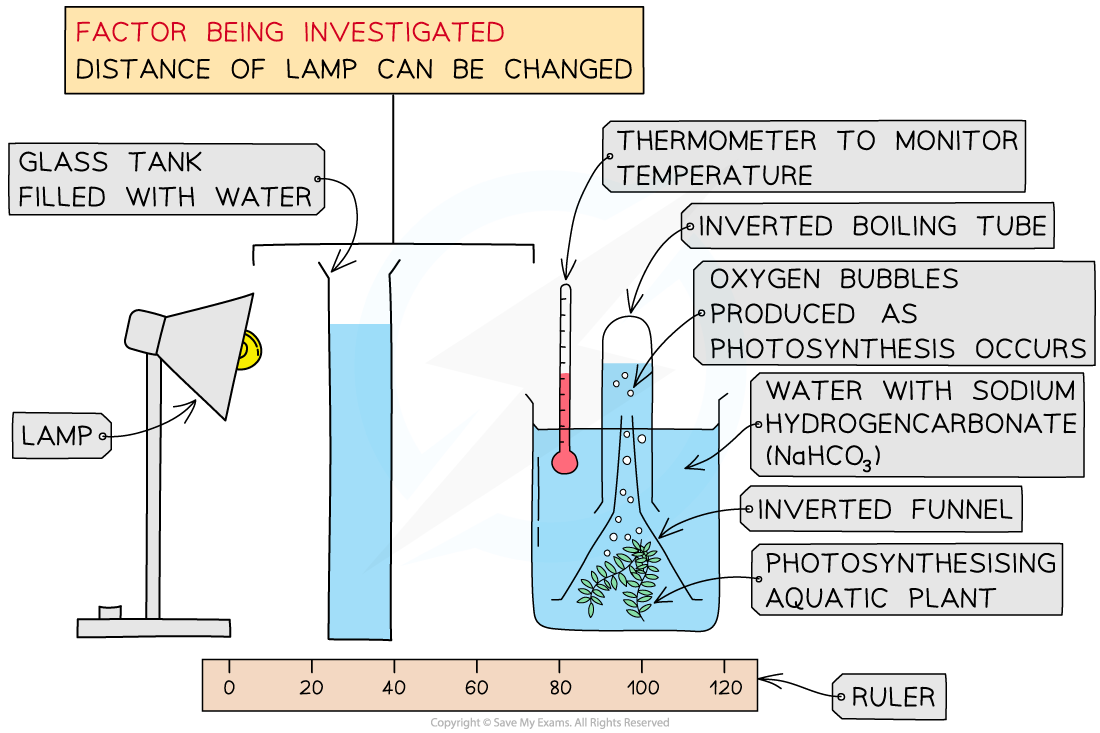 2.8.3 Skills_ Investigating Photosynthesis, downloadable IB Biology revision notes