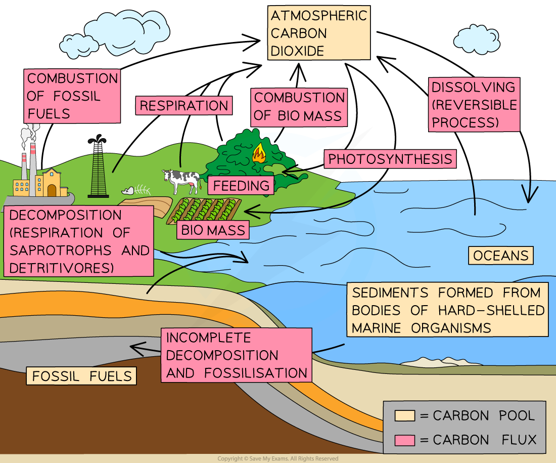 Advanced Carbon Cycle, downloadable IB Biology revision notes