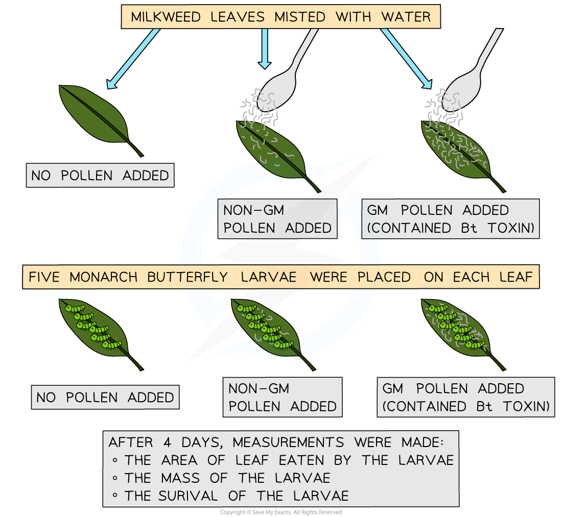 Assessing the Ecological Risks of GM Crops, downloadable IB Biology revision notes