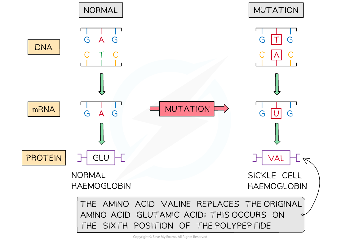 Base Substitution Mutation of Sickle Cell Anaemia, downloadable IB Biology revision notes