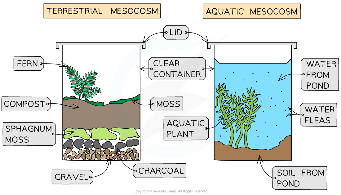 A terrestrial and an aquatic mesocosm