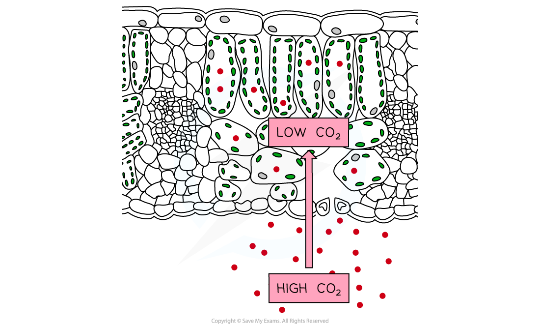 Carbon Dioxide Absorption, downloadable IB Biology revision notes