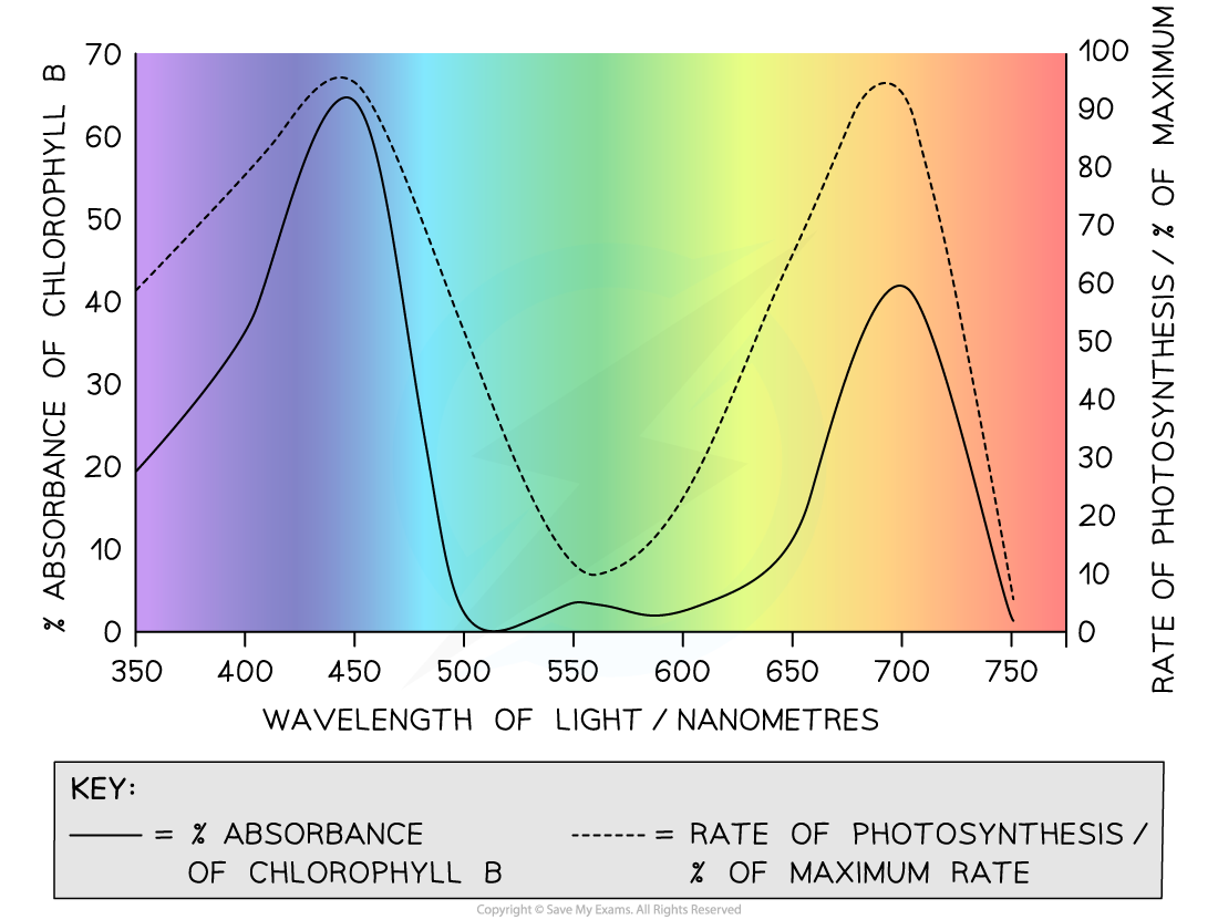 Chlorophyll and Visible Light Wavelengths, downloadable IB Biology revision notes