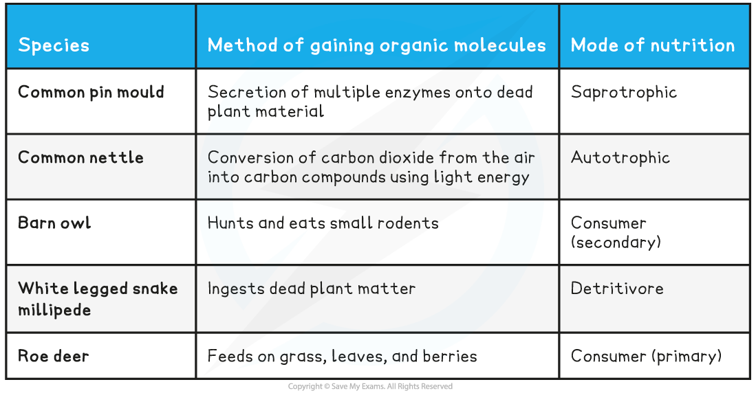 Classifying Species as Autotrophs, Consumers, Detritivores, or Saprotroph table, downloadable IB Biology revision notes