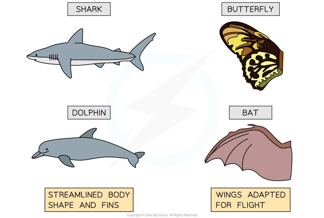 Classifying organisms, downloadable IB Biology revision notes