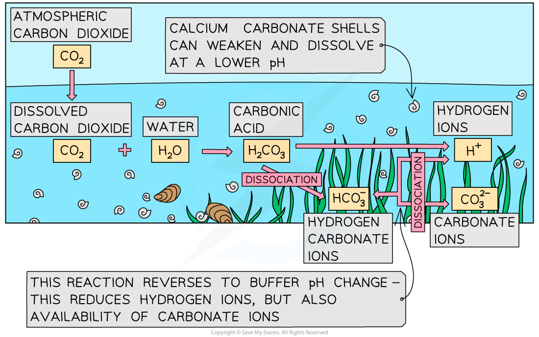 Climate Change & Coral Reefs, downloadable IB Biology revision notes