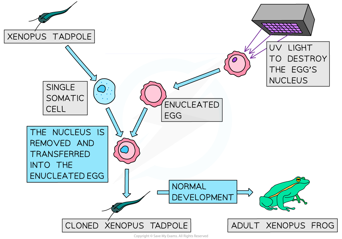 Cloning_ Using Differentiated Cells, downloadable IB Biology revision notes