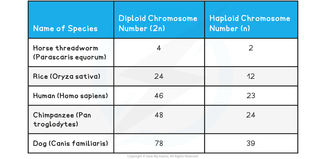 Comparison of Chromosome Numbers, downloadable IB Biology revision notes