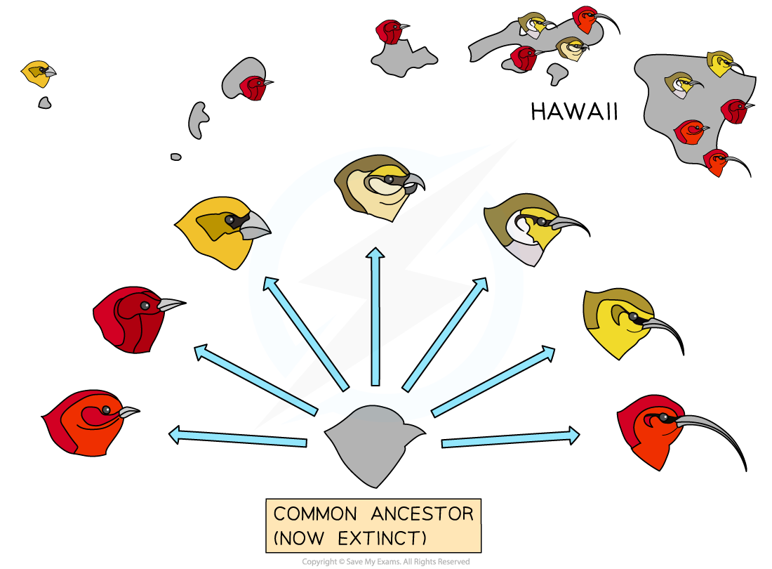 Continuous Variation Between Populations of Honeycreepers, downloadable IB Biology revision notes