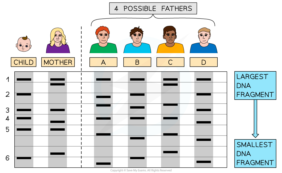 DNA Profiling, downloadable IB Biology revision notes