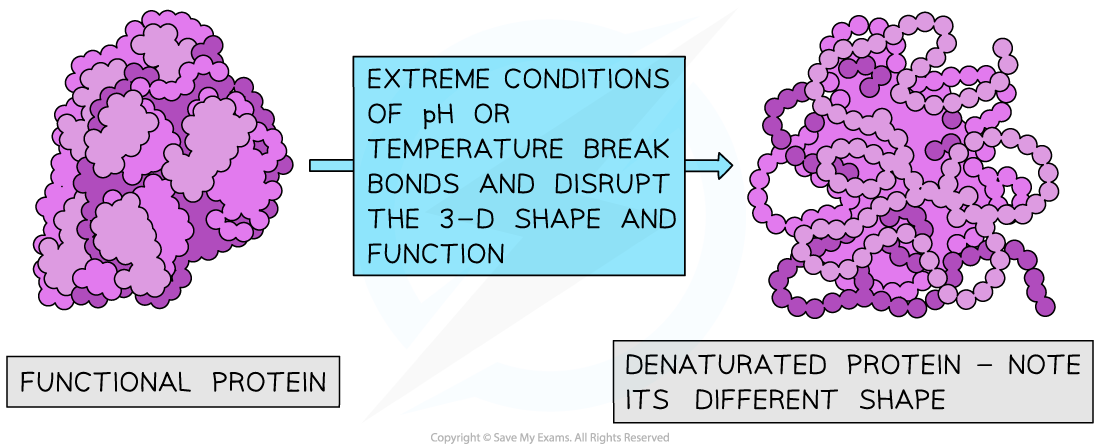 Denaturation_ Proteins, downloadable IB Biology revision notes