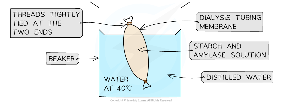 Dialysis Tubing Experiment, downloadable IB Biology revision notes