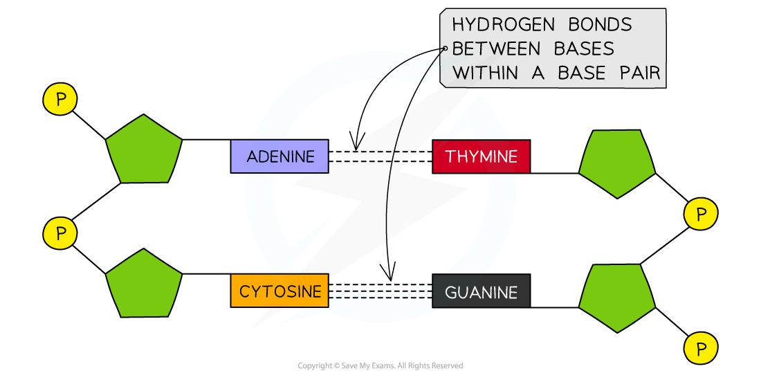 Drawing Base Pairing, downloadable IB Biology revision notes