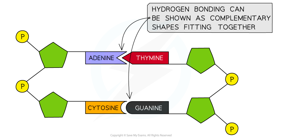 Drawing Complementary Bases, downloadable IB Biology revision notes