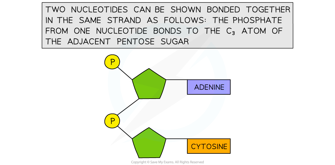 Drawing DNA Nucleotides bonded together, downloadable IB Biology revision notes