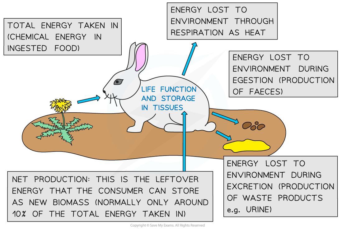 Energy Losses between Trophic Levels, downloadable IB Biology revision notes