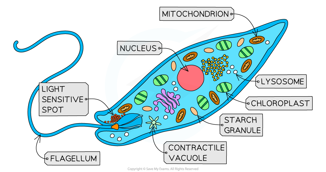 Euglena, downloadable IB Biology revision notes