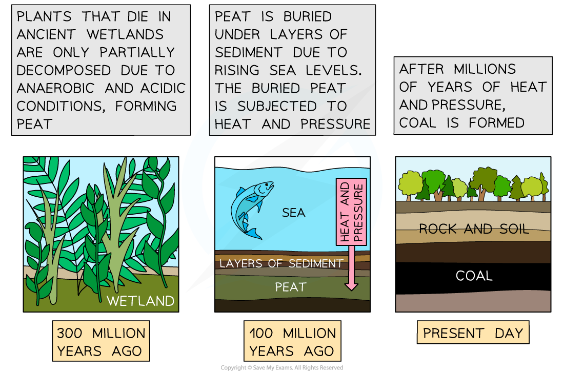 Formation of coal from peat, downloadable IB Biology revision notes