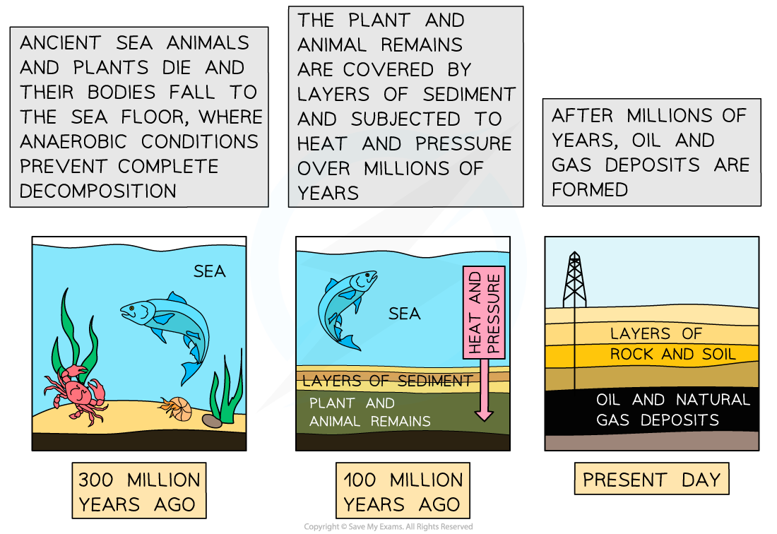 Formation of oil and gas from the bodies of aquatic organisms, downloadable IB Biology revision notes