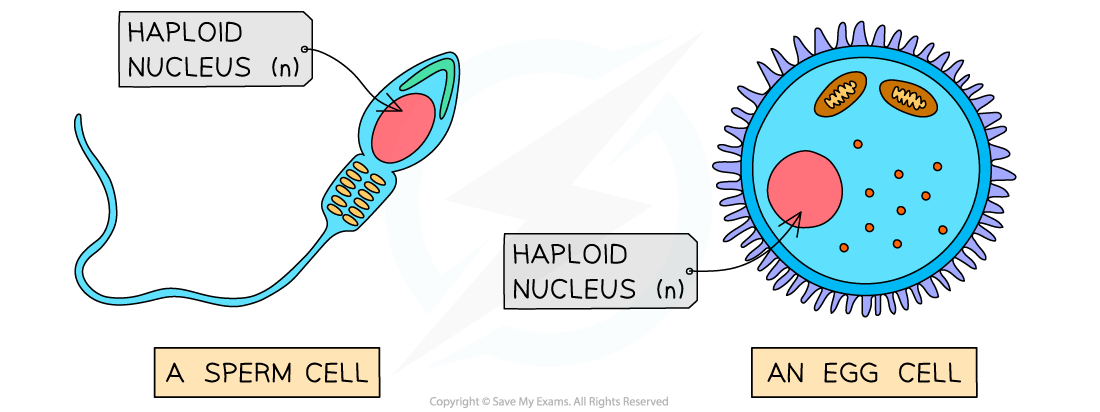 Gametes are haploid cells, downloadable IB Biology revision notes