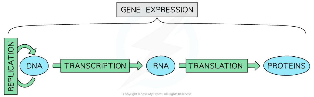 Gene expression, downloadable AS & A Level Biology revision notes