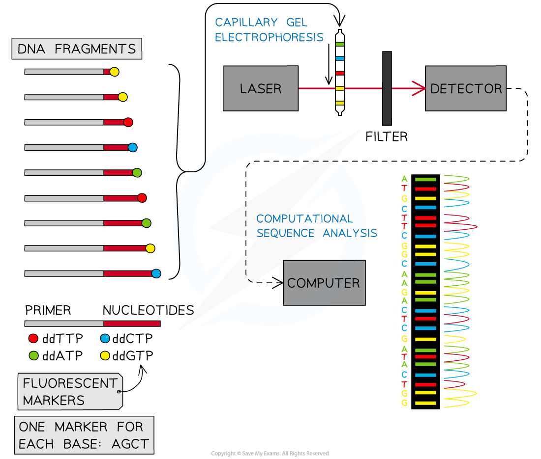 Genes Sequencing Technologies, downloadable IB Biology revision notes