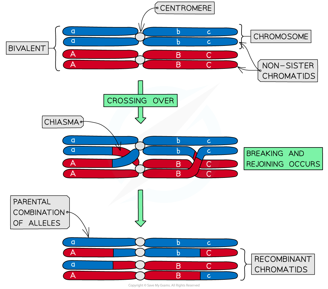 Genetic Variation Crossing Over, downloadable IB Biology revision notes