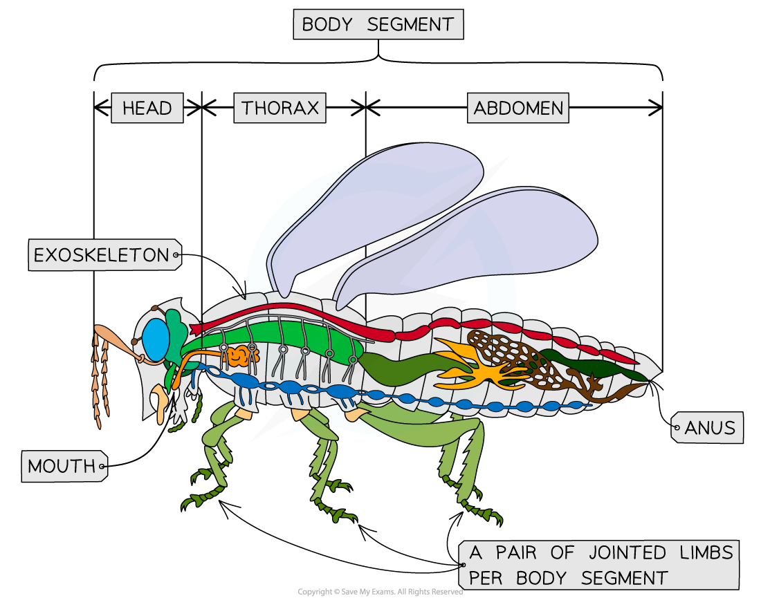 Insects, downloadable AS & A Level Biology revision notes