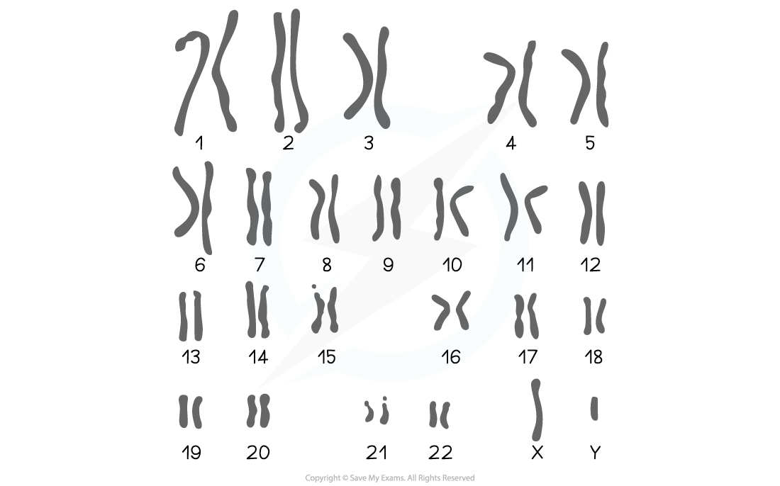 Karyogram showing a typical karyotype, downloadable IB Biology revision notes