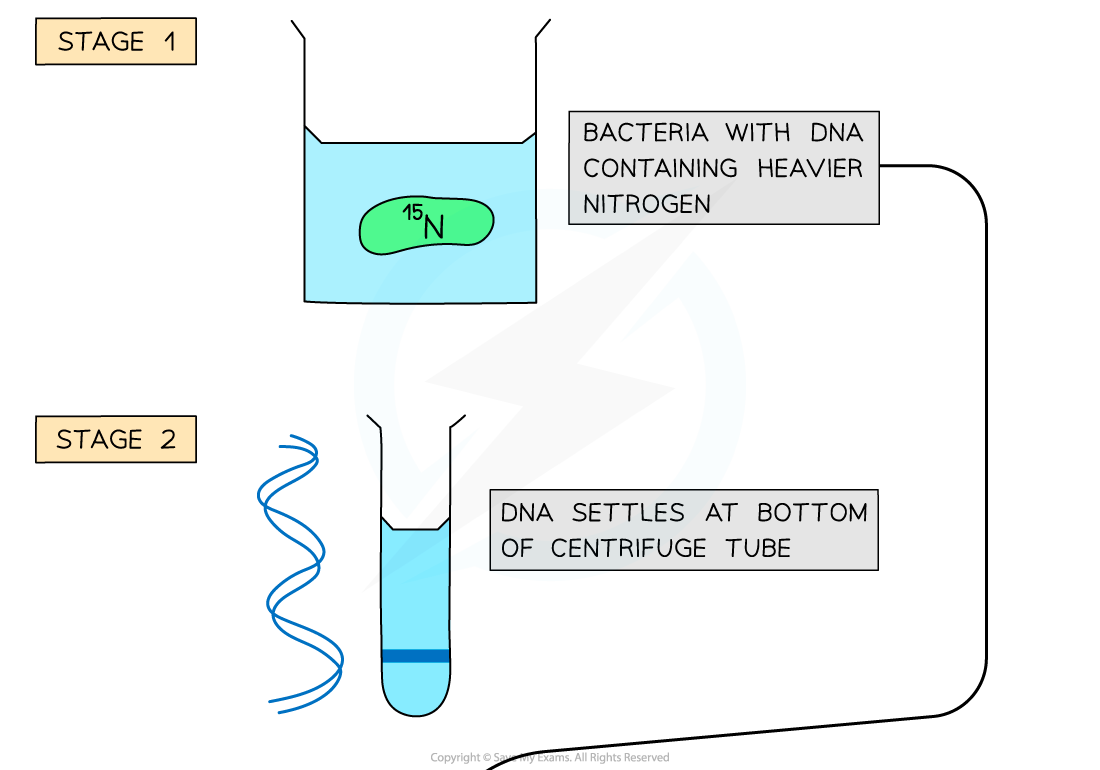 Meselson & Stahl's Experiments 1, downloadable IB Biology revision notes